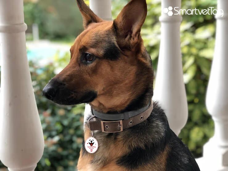 KAYBOLAN KÖPEĞİNİZİ BULMAK İÇİN ADIM ADIM REHBER  🐾
