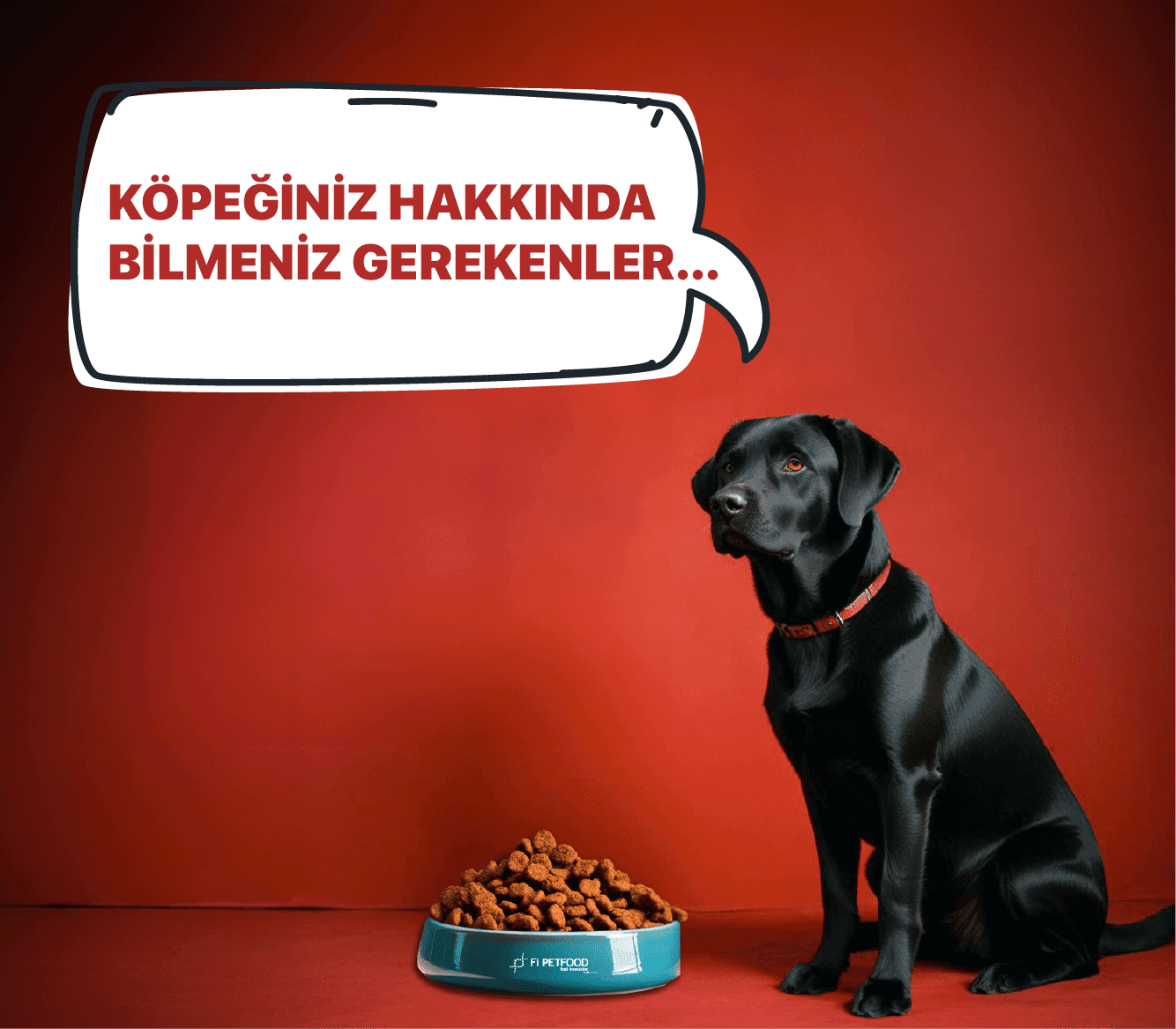 About Dogs